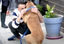 Photo of Un cane rubato ritrova il suo padrone dopo 8 mesi e a 500 chilometri da casa: il video che riprende l’incontro scalda i cuori