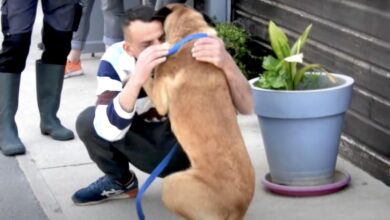 Photo of Un cane rubato ritrova il suo padrone dopo 8 mesi e a 500 chilometri da casa: il video che riprende l’incontro scalda i cuori
