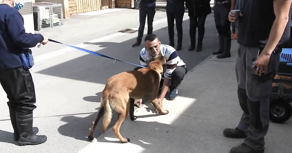 Un cane rubato, trovato a 500 chilometri da casaUn cane rubato, trovato a 500 chilometri da casa