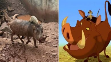 Photo of Un cinghiale e il suo inseparabile amico incarnano nella vita reale la coppia di amici Timon e Pumbaa del film Disney: le loro immagini conquistano il web