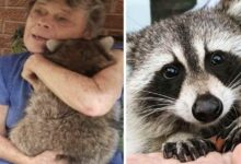 Photo of Un procione torna a trovare la donna che lo ha salvato 3 anni fa, quando era un cucciolo, solo per farsi coccolare