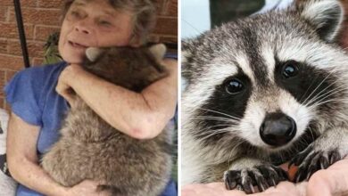 Photo of Un procione torna a trovare la donna che lo ha salvato 3 anni fa, quando era un cucciolo, solo per farsi coccolare