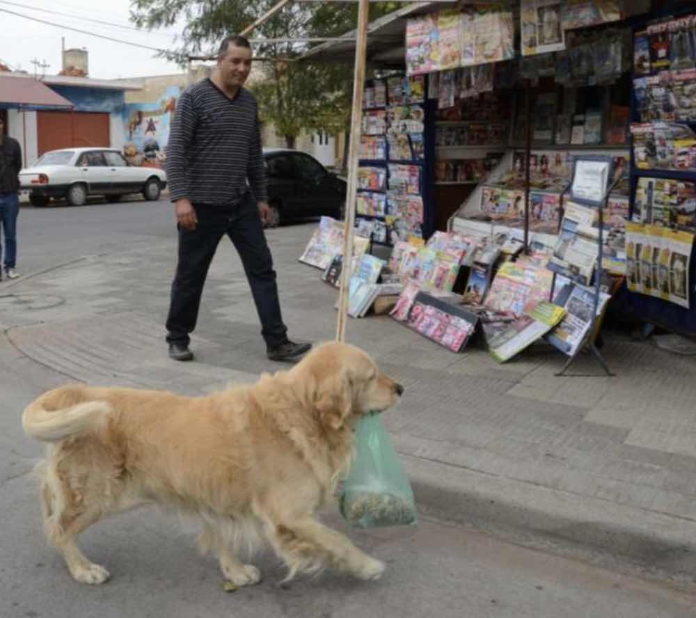 il cane diventato celebre per i video 1