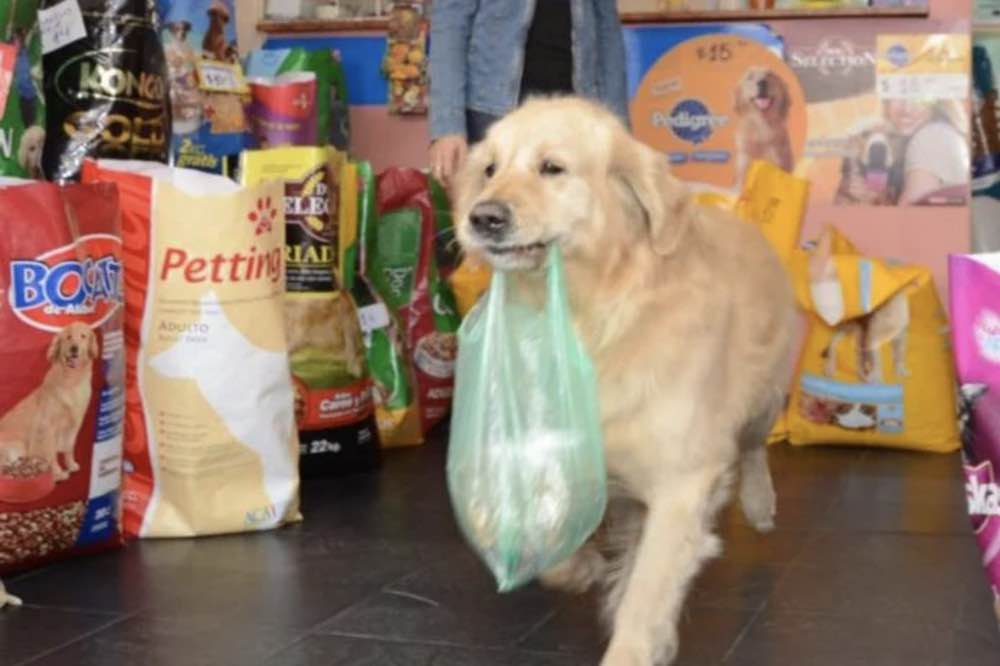 il cane diventato celebre per i video 2