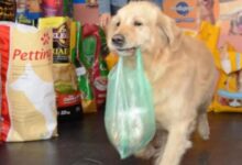 Photo of “Buddy non c’è più”: il cane diventato celebre per i video che lo riprendevano mentre andava a comprare il suo cibo da solo è morto e la sua storia commuove il web