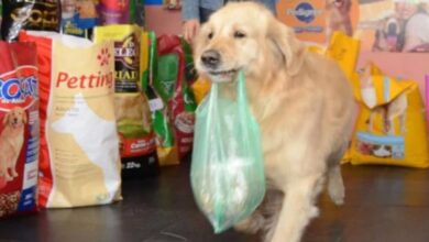Photo of “Buddy non c’è più”: il cane diventato celebre per i video che lo riprendevano mentre andava a comprare il suo cibo da solo è morto e la sua storia commuove il web