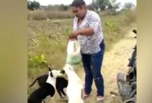 Photo of Una donna lotta con tutte le sue forze per nutrire e dare riparo a 51 animali abbandonati: “Non ho soldi né spazio, ma vorrei aiutarne di più”
