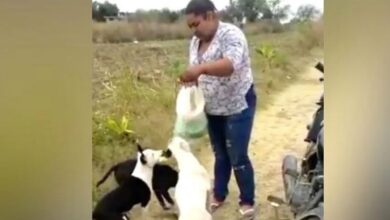 Photo of Una donna lotta con tutte le sue forze per nutrire e dare riparo a 51 animali abbandonati: “Non ho soldi né spazio, ma vorrei aiutarne di più”