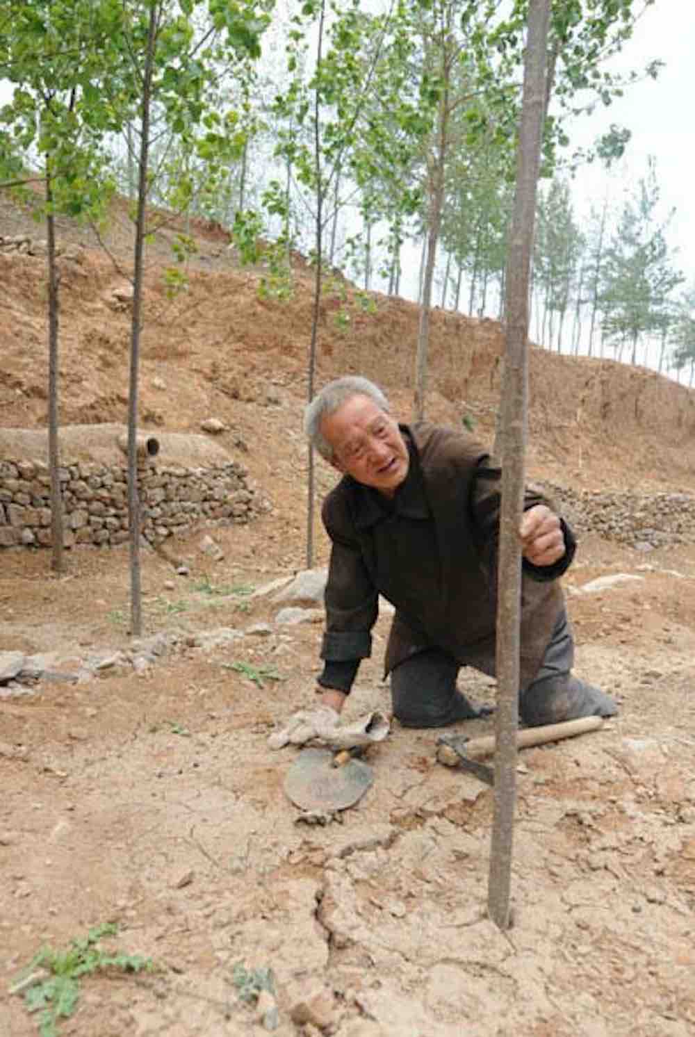 Anziano disabile pianta alberi