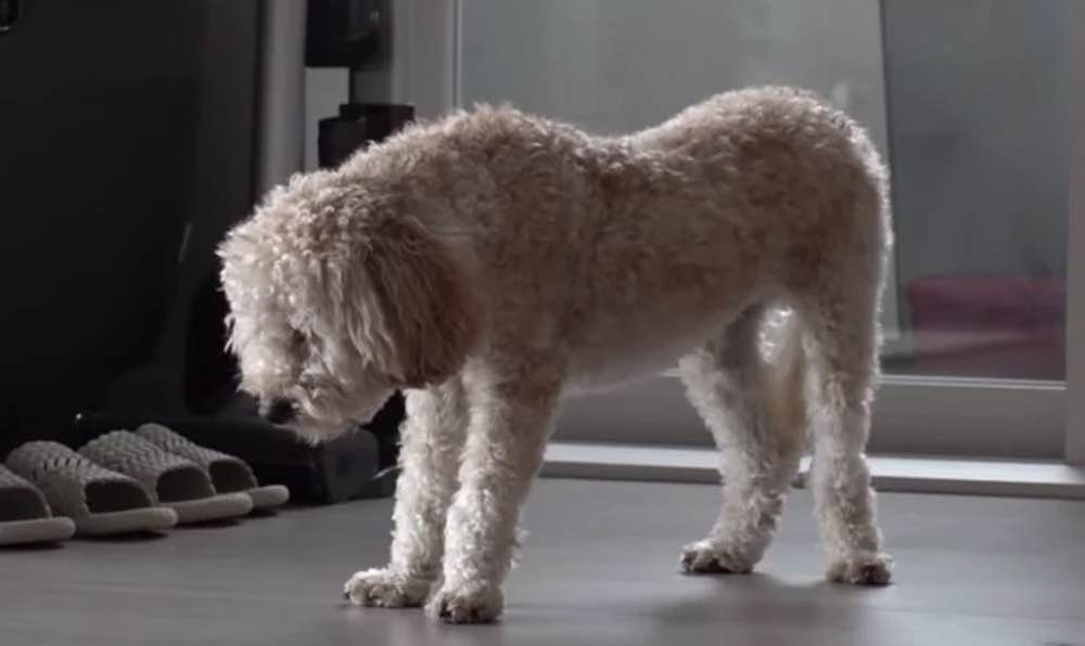 Un cucciolo traumatizzato dorme solo in piedi 2