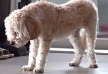 Photo of Un cucciolo traumatizzato dorme in piedi per paura di essere abbandonato: il video che lo riprende scalda i cuori