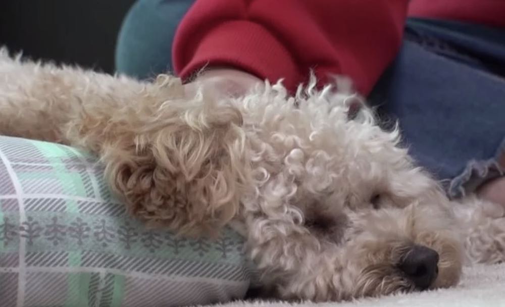 Un cucciolo traumatizzato dorme solo in piedi 3