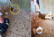 Photo of Un cane intrappolato per giorni sotto una casa riesce a scavare una buca per chiedere aiuto: le immagini del suo salvataggio lasciano senza fiato