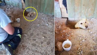 Photo of Un cane intrappolato per giorni sotto una casa riesce a scavare una buca per chiedere aiuto: le immagini del suo salvataggio lasciano senza fiato