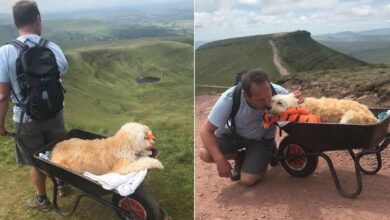 Photo of Porta il cane malato sulla sua montagna preferita e qualche giorno muore: l‘ultimo viaggio con il suo fedele amico a quattro zampe commuove il web