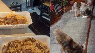Photo of Il proprietario di un ristorante nutre i cani randagi con il cibo avanzato ed esorta i suoi colleghi a fare lo stesso: l’iniziativa viene applaudita dal web