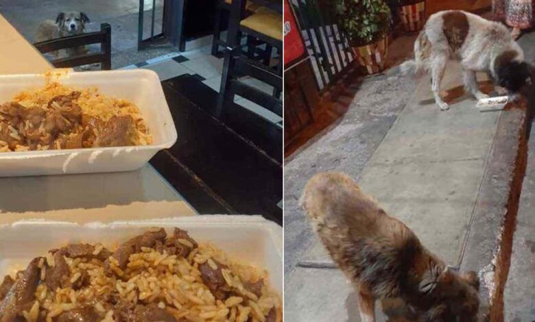 Il proprietario di un ristorante nutre i cani