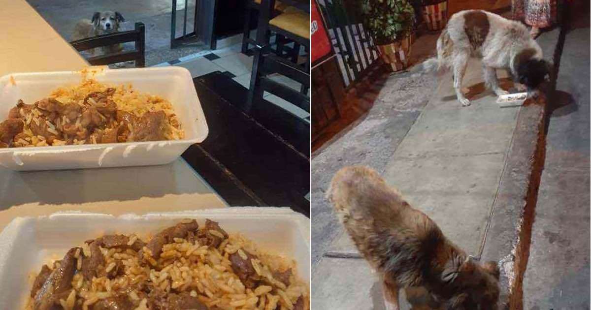 Il proprietario di un ristorante nutre i cani