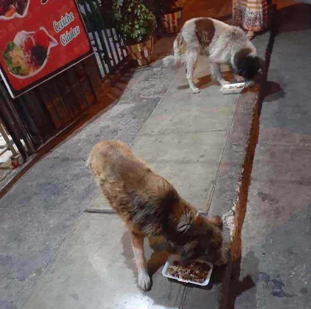 Il proprietario ristorante nutre cani