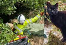 Photo of Un gatto attira l’attenzione dei soccorritori e salva la vita della sua anziana padrona: la vicenda rimbalzata sul web emoziona tutti