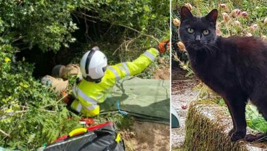 Photo of Un gatto attira l’attenzione dei soccorritori e salva la vita della sua anziana padrona: la vicenda rimbalzata sul web emoziona tutti