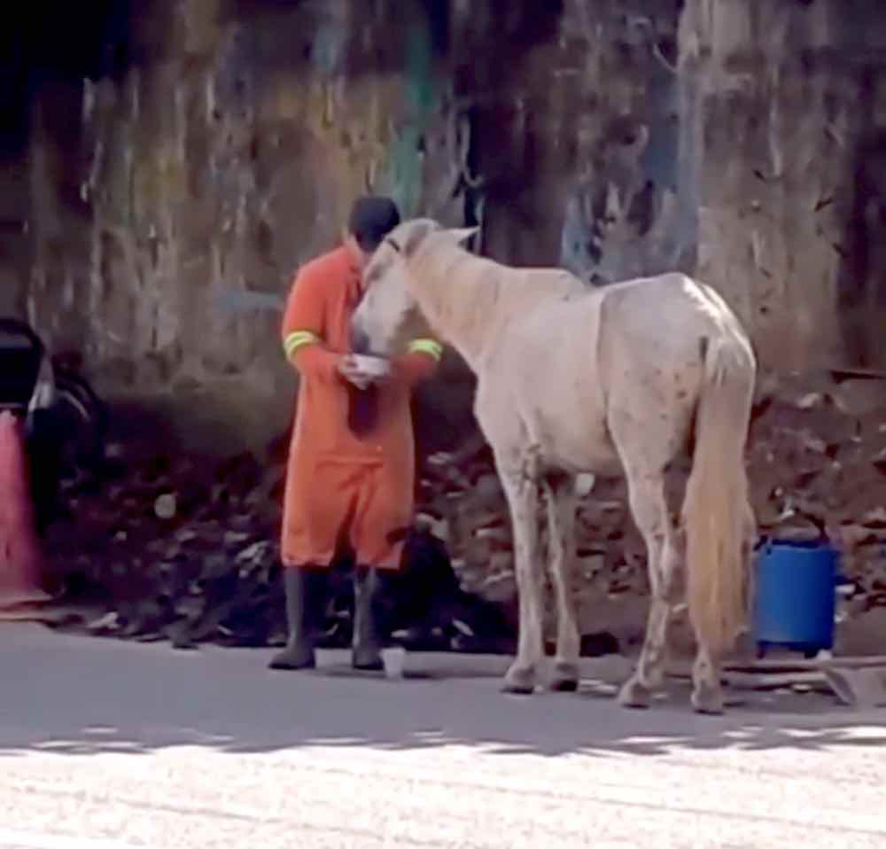 Un giovane netturbino cavallo