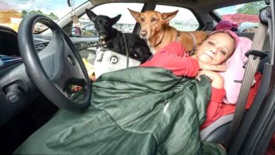 Photo of Una donna di 57 anni vive in macchina per non abbandonare i suoi cani: la sua storia tocca il cuore di tutto il web