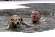 Photo of Un giornalista abbandona la trasmissione in diretta e si tuffa nel lago ghiacciato per salvare un cane: il video del salvataggio rimbalza in rete e diventa virale