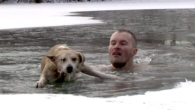 Photo of Un giornalista abbandona la trasmissione in diretta e si tuffa nel lago ghiacciato per salvare un cane: il video del salvataggio rimbalza in rete e diventa virale