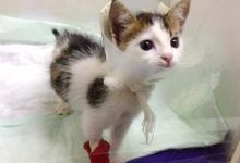 Photo of Salva un gatto gettato tra i rifiuti e scopre qualcosa di straordinario: “È un tesoro rarissimo”